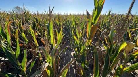 El Gobierno provincial avanza con acciones para combatir la plaga del maíz