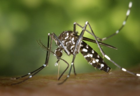 Salud detecta el primer caso de chikungunya en la provincia