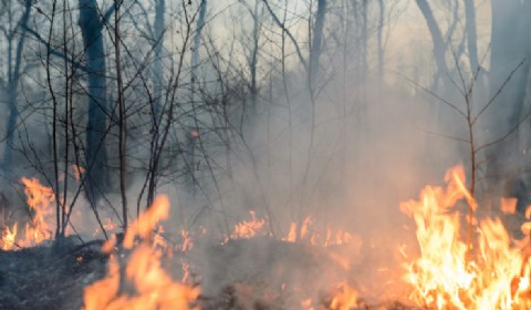 Alerta por el recorte nacional a la Ley de Bosques y su impacto en la prevención de incendios