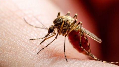 Mientras Jalil se pasea en modo campaña, el dengue no da tregua en la provincia y los casos siguen en aumento