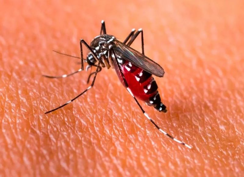 Salud detectó un caso sospechoso de dengue en Capital