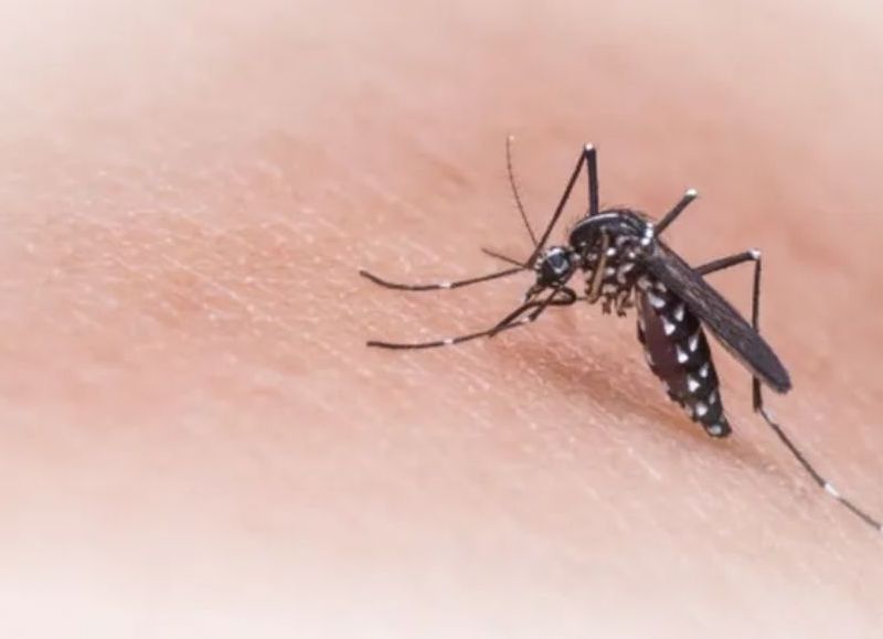 Analizan posible caso de chikungunya en la provincia