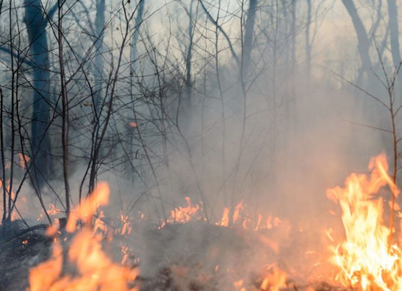 Alerta por el recorte nacional a la Ley de Bosques y su impacto en la prevención de incendios